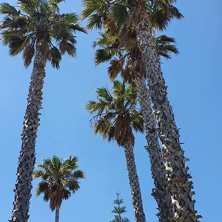 Apartment Les Palmiers -stretta Di I Mandarini