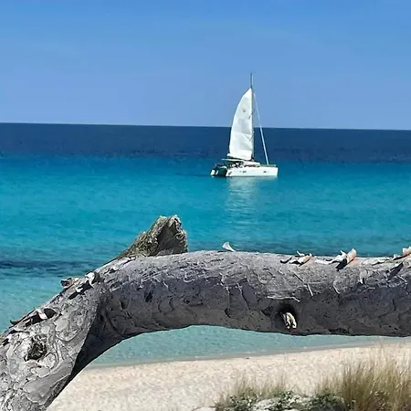 Les Palmiers -stretta Di I Mandarini